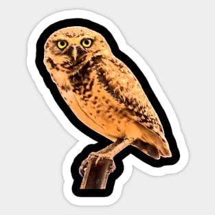 beautiful owl Sticker